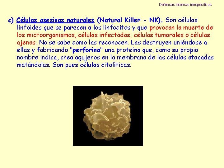Defensas internas inespecíficas c) Células asesinas naturales (Natural Killer - NK). Son células linfoides