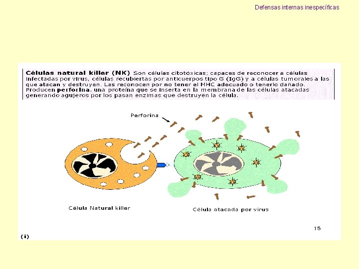 Defensas internas inespecíficas 