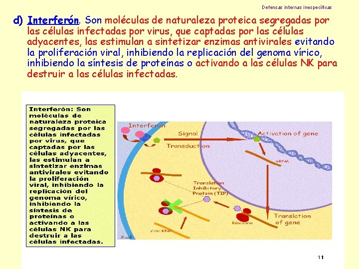 Defensas internas inespecíficas d) Interferón. Son moléculas de naturaleza proteica segregadas por las células