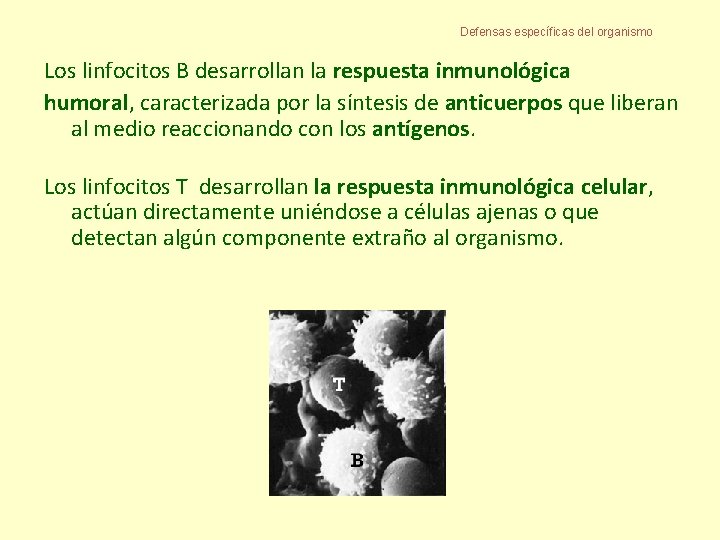 Defensas específicas del organismo Los linfocitos B desarrollan la respuesta inmunológica humoral, caracterizada por