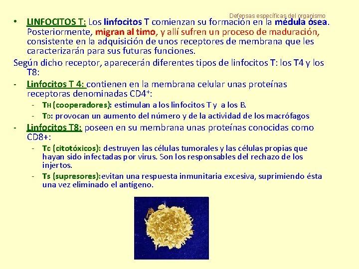 Defensas específicas del organismo • LINFOCITOS T: Los linfocitos T comienzan su formación en