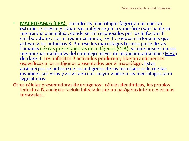 Defensas específicas del organismo • MACRÓFAGOS (CPA): cuando los macrófagos fagocitan un cuerpo extraño,