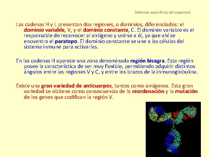 Defensas específicas del organismo Las cadenas H y L presentan dos regiones, o dominios,