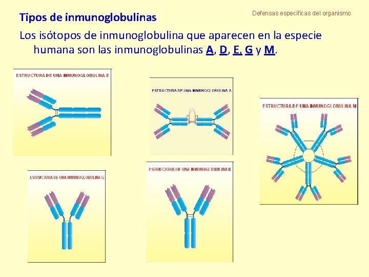 Defensas específicas del organismo Tipos de inmunoglobulinas Los isótopos de inmunoglobulina que aparecen en