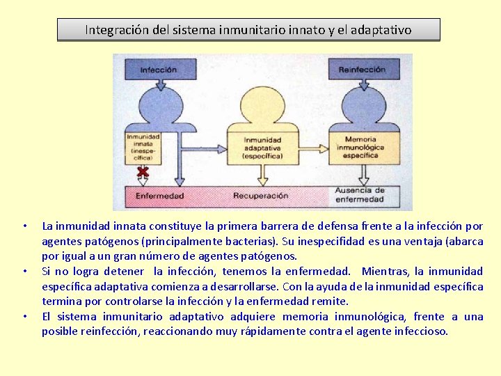 Integración del sistema inmunitario innato y el adaptativo • • • La inmunidad innata