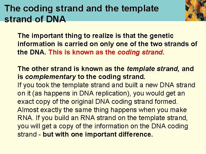 The coding strand the template strand of DNA The important thing to realize is