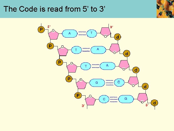 The Code is read from 5’ to 3’ 