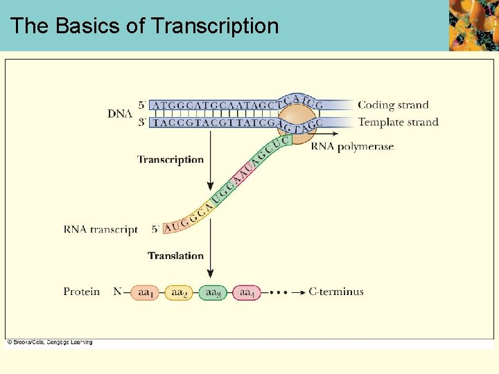 The Basics of Transcription 