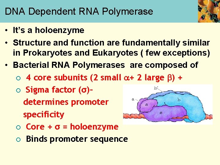DNA Dependent RNA Polymerase • It’s a holoenzyme • Structure and function are fundamentally