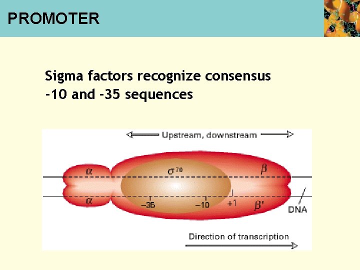 PROMOTER Sigma factors recognize consensus -10 and -35 sequences 