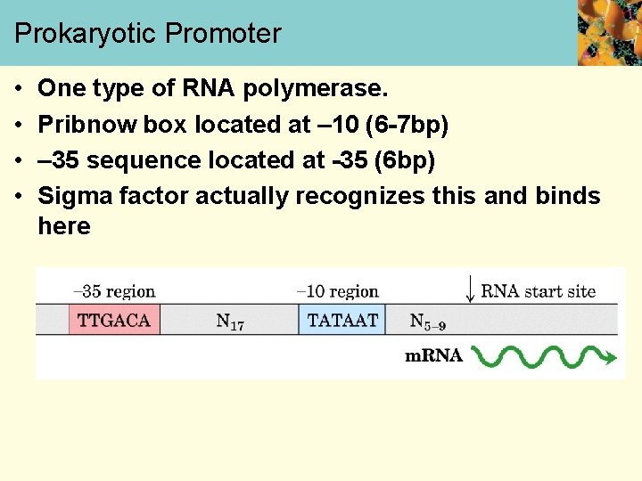 Prokaryotic Promoter • • One type of RNA polymerase. Pribnow box located at –