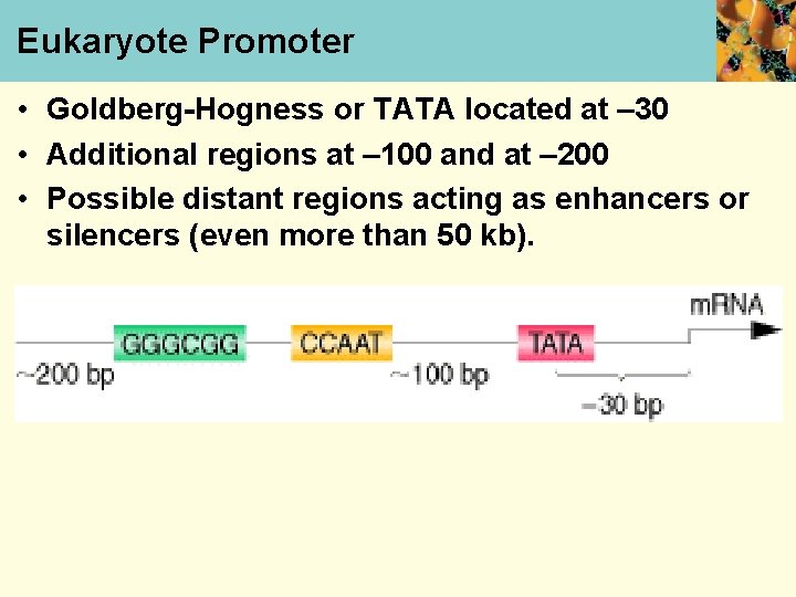 Eukaryote Promoter • Goldberg-Hogness or TATA located at – 30 • Additional regions at