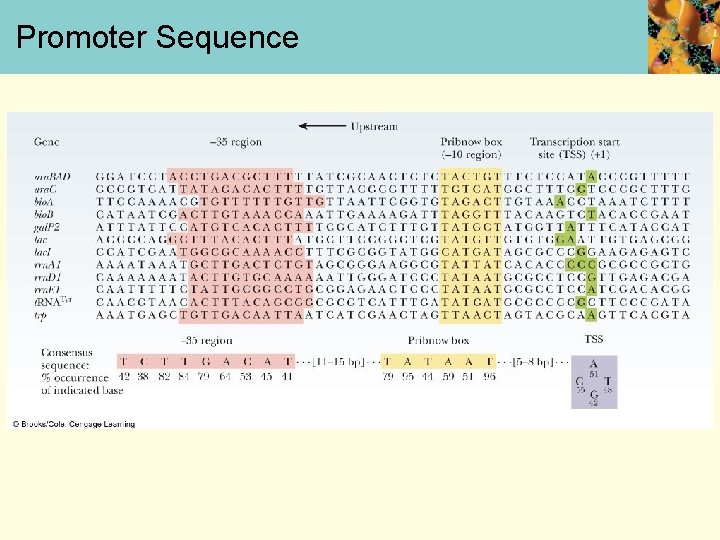 Promoter Sequence 