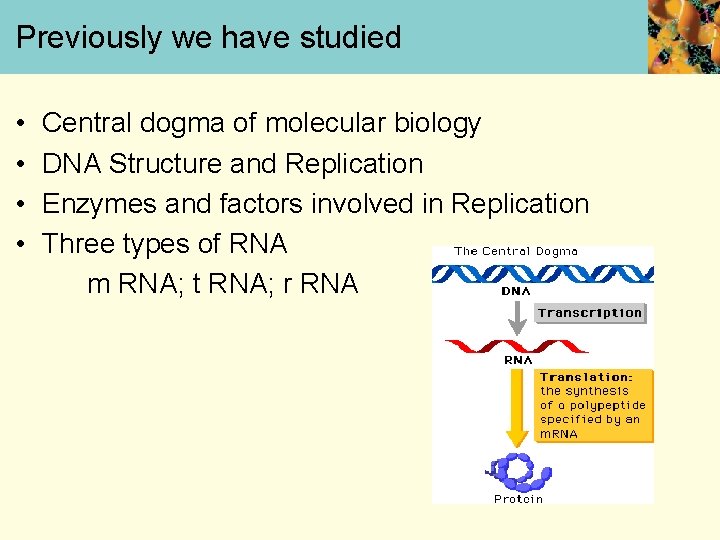 Previously we have studied • • Central dogma of molecular biology DNA Structure and