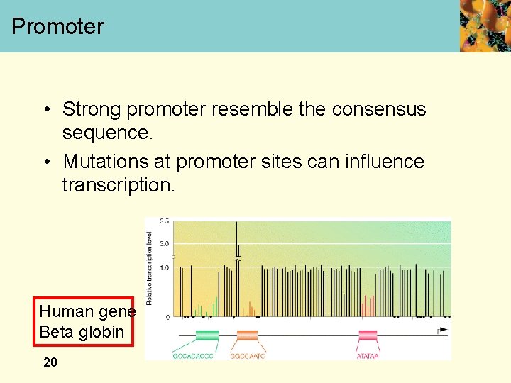 Promoter • Strong promoter resemble the consensus sequence. • Mutations at promoter sites can