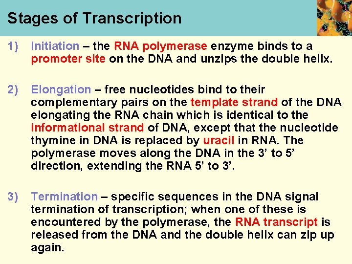 Stages of Transcription 1) Initiation – the RNA polymerase enzyme binds to a promoter