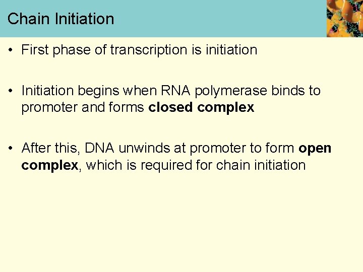 Chain Initiation • First phase of transcription is initiation • Initiation begins when RNA
