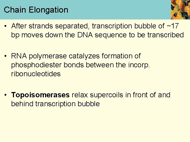 Chain Elongation • After strands separated, transcription bubble of ~17 bp moves down the