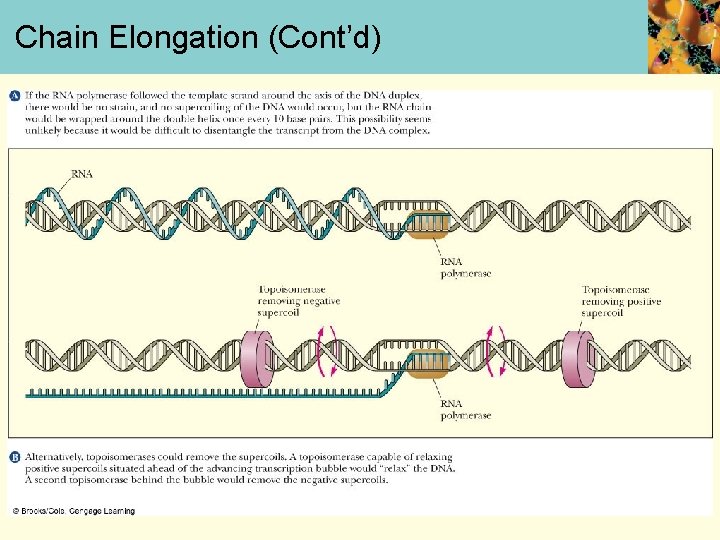 Chain Elongation (Cont’d) 