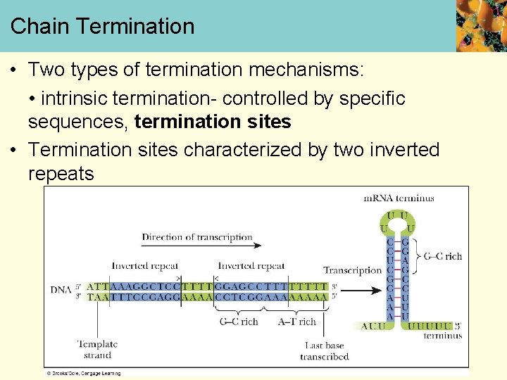 Chain Termination • Two types of termination mechanisms: • intrinsic termination- controlled by specific