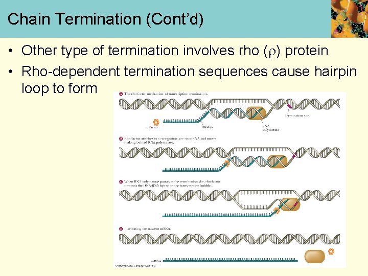 Chain Termination (Cont’d) • Other type of termination involves rho ( ) protein •