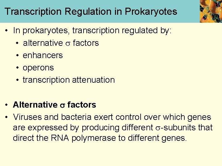 Transcription Regulation in Prokaryotes • In prokaryotes, transcription regulated by: • alternative factors •