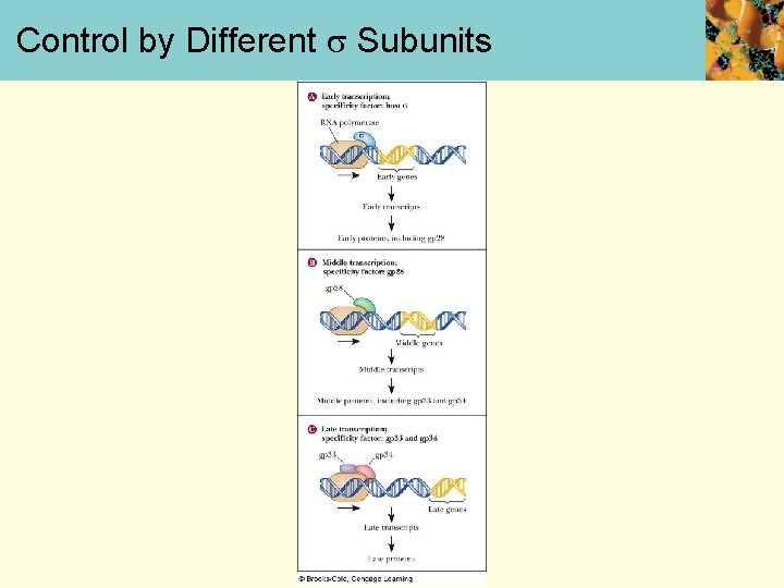 Control by Different Subunits 
