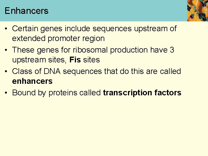 Enhancers • Certain genes include sequences upstream of extended promoter region • These genes