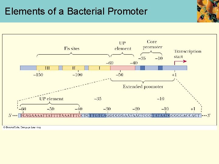 Elements of a Bacterial Promoter 