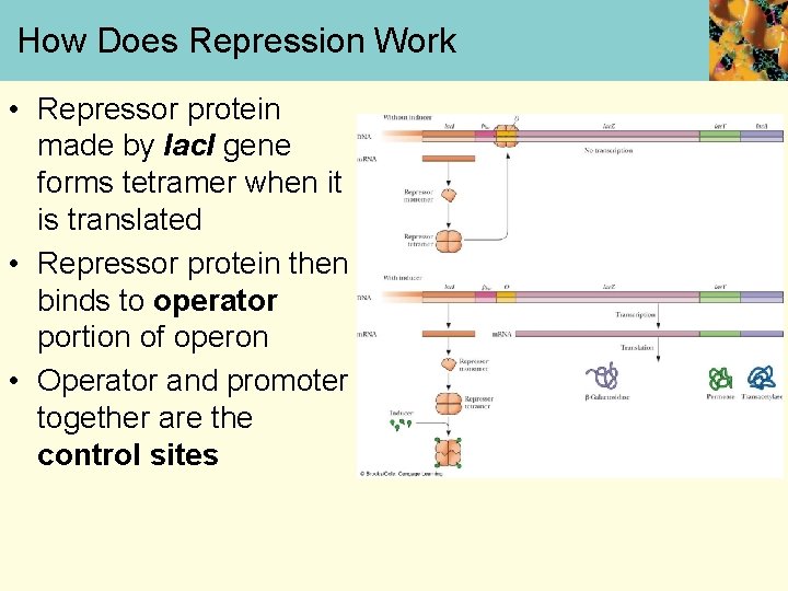 How Does Repression Work • Repressor protein made by lac. I gene forms tetramer