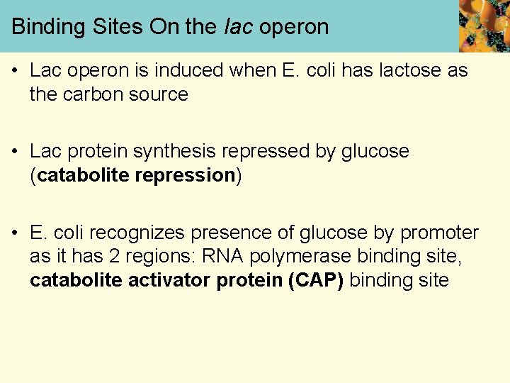 Binding Sites On the lac operon • Lac operon is induced when E. coli