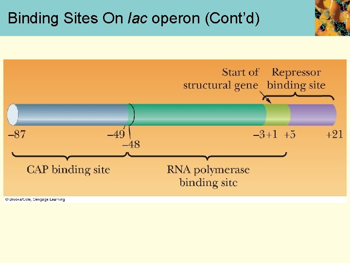 Binding Sites On lac operon (Cont’d) 