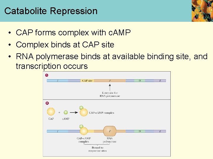 Catabolite Repression • CAP forms complex with c. AMP • Complex binds at CAP