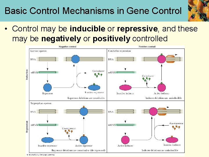Basic Control Mechanisms in Gene Control • Control may be inducible or repressive, and