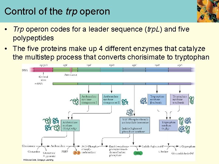 Control of the trp operon • Trp operon codes for a leader sequence (trp.