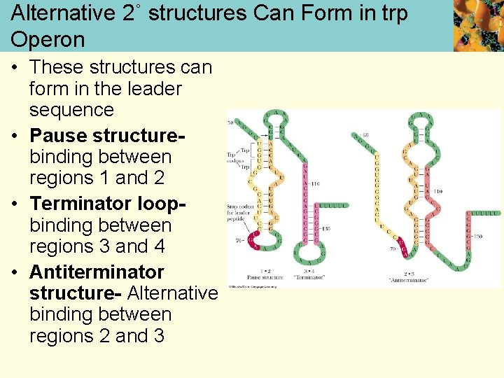 Alternative 2˚ structures Can Form in trp Operon • These structures can form in