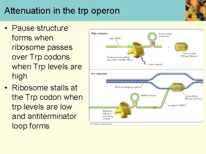 Attenuation in the trp operon • Pause structure forms when ribosome passes over Trp