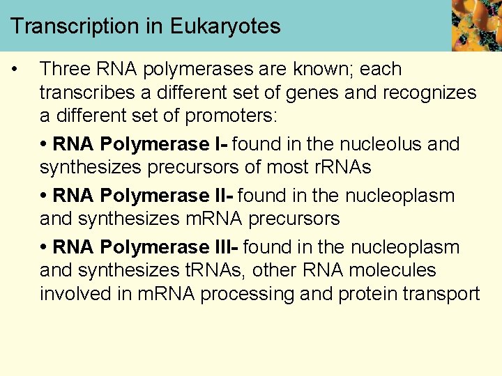Transcription in Eukaryotes • Three RNA polymerases are known; each transcribes a different set