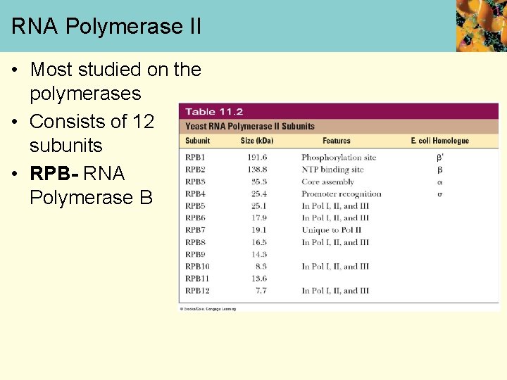 RNA Polymerase II • Most studied on the polymerases • Consists of 12 subunits