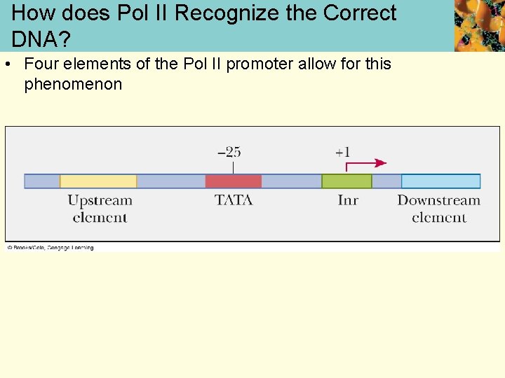 How does Pol II Recognize the Correct DNA? • Four elements of the Pol