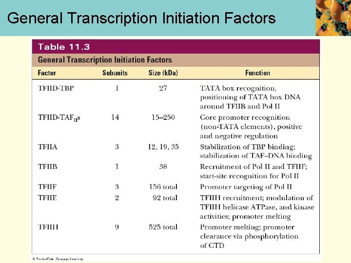 General Transcription Initiation Factors 