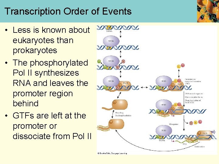 Transcription Order of Events • Less is known about eukaryotes than prokaryotes • The