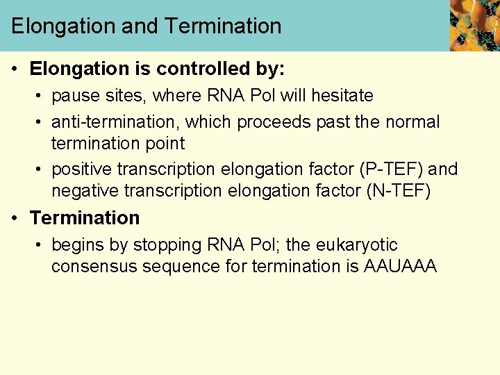 Elongation and Termination • Elongation is controlled by: • pause sites, where RNA Pol