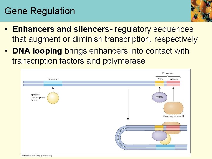 Gene Regulation • Enhancers and silencers- regulatory sequences that augment or diminish transcription, respectively