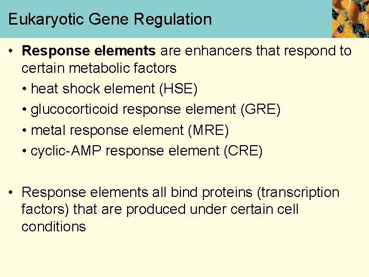 Eukaryotic Gene Regulation • Response elements are enhancers that respond to certain metabolic factors