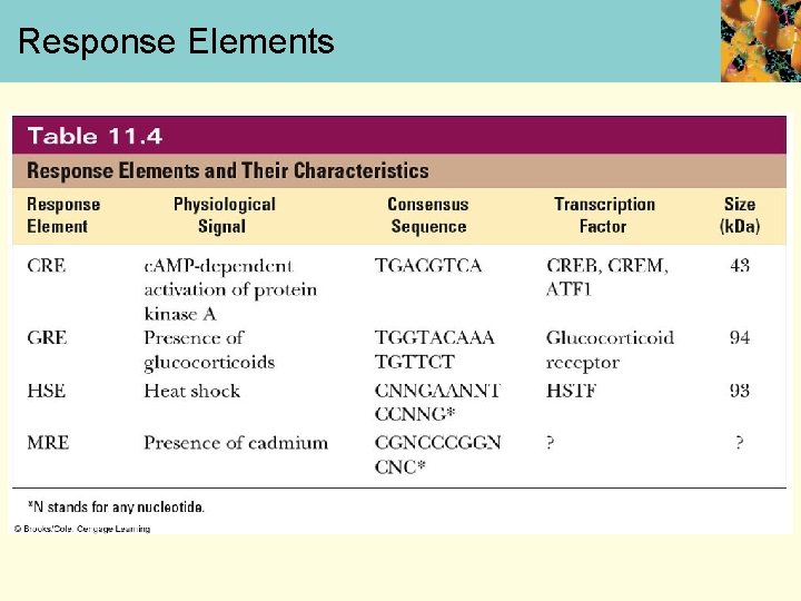 Response Elements 