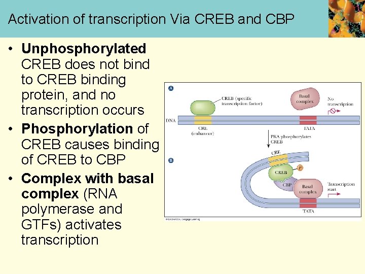 Activation of transcription Via CREB and CBP • Unphosphorylated CREB does not bind to