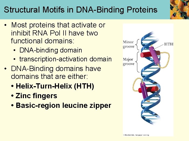 Structural Motifs in DNA-Binding Proteins • Most proteins that activate or inhibit RNA Pol