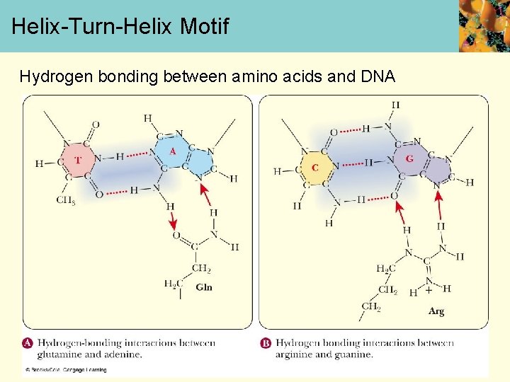 Helix-Turn-Helix Motif Hydrogen bonding between amino acids and DNA 