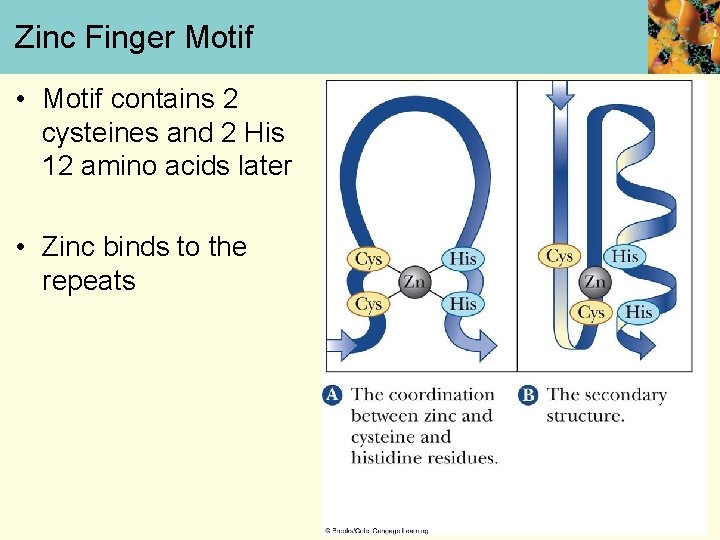 Zinc Finger Motif • Motif contains 2 cysteines and 2 His 12 amino acids